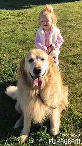 1K views · 30 reactions | One of the most common behavioural issues people contact us about is that their dog pulls on the lead during walks which is not enjoyable for the owner or the dog! Check out these tips from Paul: | Complete K9 Solutions | Facebook