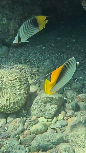 Close Up of Threadfin Butterflyfish Feeding Behavior 🐟🌊🔥