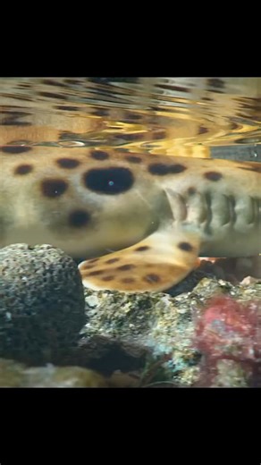 Rajan Simson | This Shark Can BREATHE Like a Human—Here's How #shortstory #wildlifeonearth #documentary . . . . When the tide retreats and oxygen... | Instagram