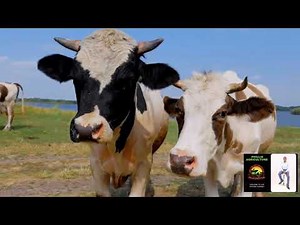 Beef cattle farming production systems