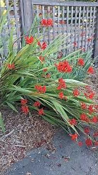 Crocosmia 'lucifer' calif zone 9b #Red Flowers, #california garadens