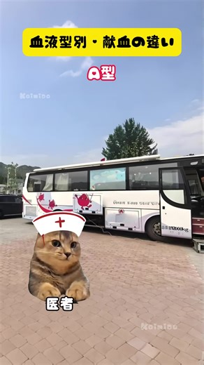 猫ミームと血液型診断の違い