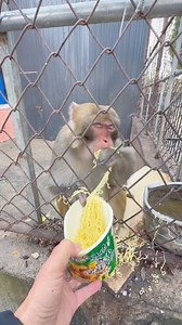 Time To eats breakfast 😗🥰 #monkey #eating #breakfast | Lover Nature