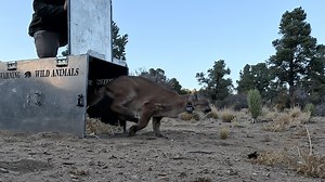 3.4K views · 21 reactions | A mountain lion was released back into the wild after months of rehabilitation from a severe injury and was wearing a satellite GPS collar for tracking purposes. | Enquirer - Cincinnati and Kentucky | Facebook