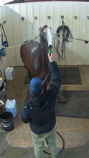 Big or small, every horse has a story