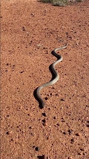 Deadly venomous Australian Mulga snake (aka King brown) in front of us