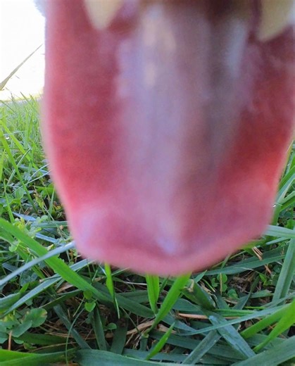 Experts recommend chewing your food 20 to 30 times before swallowing…📣🐈 #cat #funny #cats | mr.kitters.the.cat