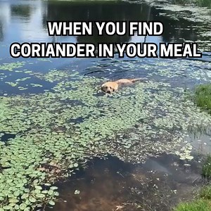 35K views · 430 reactions |  "When you accidentally taste coriander... 濫" Tag a friend that'd have the same reaction ↓ | I Hate Coriander | Facebook