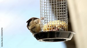 House sparrow in home garden eating food from feeding cage. Eurasian tree sparrow balancing on the feeding cage. Birds enjoys the cake kept over the cage.