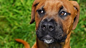 A look back at the more than 500 furry faces photographed in 2023 at York County SPCA