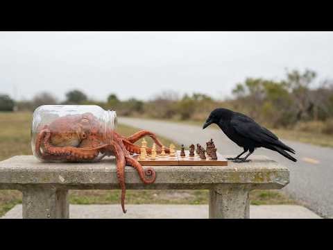 The Most Genius Animals in the World