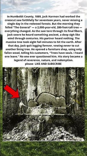 🌲😱 THE LUMBERJACK WHO HEARD THE TREE CRY