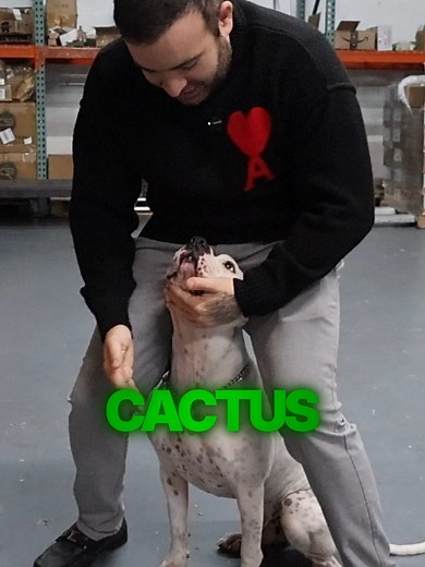 Cactus Care Tips by Mauro Stendel