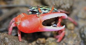 10 Animals With Completely Bizarre Body Proportions