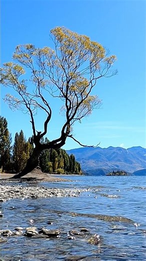 Must see Neuseeland 🇳🇿 Wanaka #travel #reisen #neuseeland #newzealand #wanaka #wanakatree