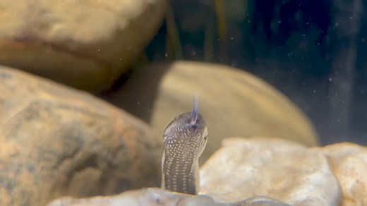 What an elegant, beautiful and fascinating species… 🤩 The rear-fanged Macleay‘s Water Snakes belongs to the Family of Homalopsidae (Mangrove and Freshwater Snakes) and is the sole member of its genus. They have valvular nostrils on the top of their snout that allows them to breathe while almost completely submerged. They only leave the water for basking, breeding and sometimes they drag a larger prey item out of the water to consume it. Macleay‘s Water Snakes are very common in their distributi