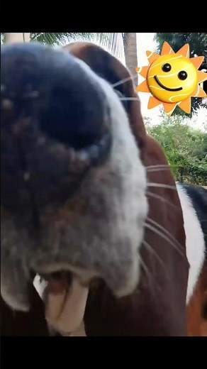 Basset Hound Personality ❤️😊 🐾
