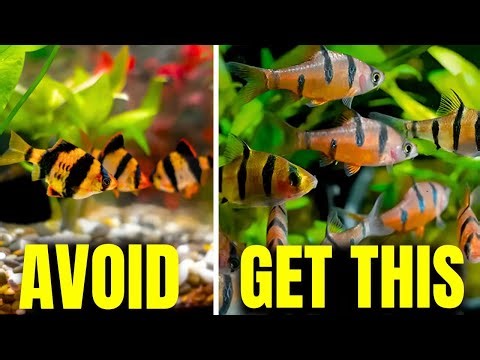 Aquarium Fish To AVOID (And What To Get Instead)