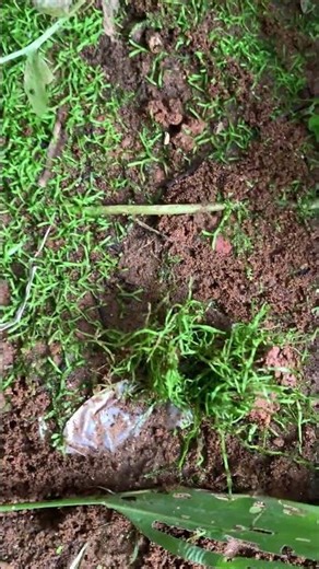 Total aquarium moss in the field