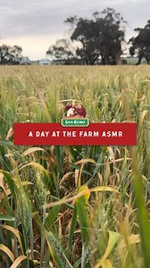 Producing San Remo pasta is a true labour of love, and we're so proud to partner with hardworking farmers to bring it to life ❤️ | San Remo | Facebook