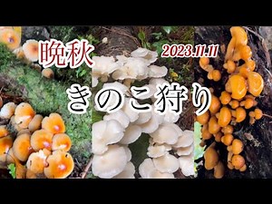 【きのこ狩り】クリタケ始まる。ヒラタケ大群生、ナメコ、ハナビラニカワタケ、ウスヒラタケ