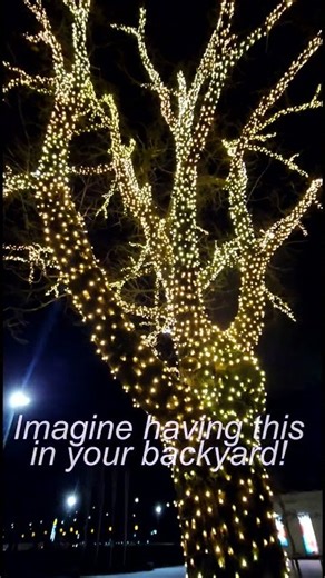 ​10,000 lights on one tree 🌟 #magical #nightlife #lightshow #aesthetic #shorts