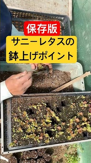 保存版、サニーレタスの成長順に鉢上げ！ #家庭菜園 #農業初心者 #野菜 #サニーレタスの鉢上げ#サニーレタス栽培