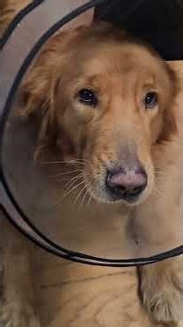 Didopet Dog Cone Collar After Surgery