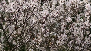 Flowers on almond tree. Blooming almond. Crown of the tree sways. Prunus dulcis shrub or small tree from subgenus Almond (Amygdalus). Rovinj, Croatia - February 23, 2024