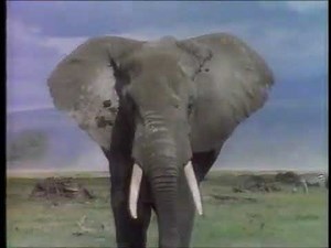 PTV Park Program Break (KCET 1996) #2