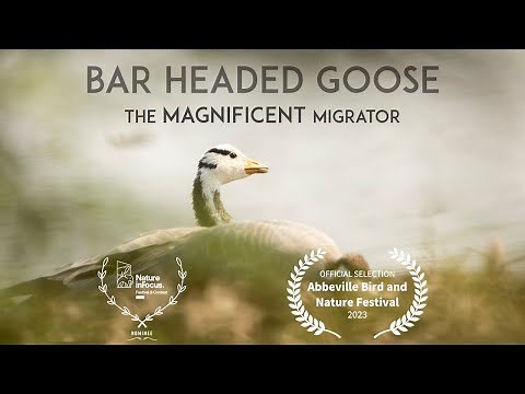 Bar Headed Goose - The Magnificent Migrator| A short documentary film| Full HD| English Subtitle
