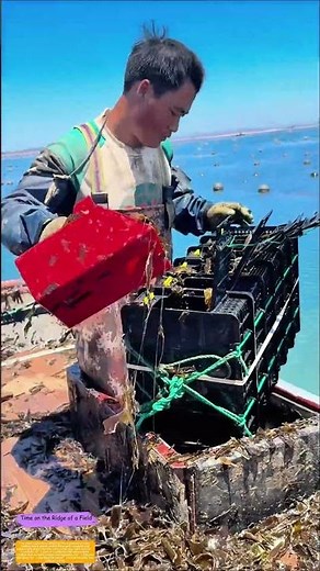 Seaweed in the Deep: How One Farmer’s Daily Toss Keeps the Ocean’s Harvest Alive