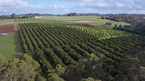 Ever wondered how an Aussie avo gets from the farm to your table? Here's a little sneak peek. 🥑 | Australian Avocados