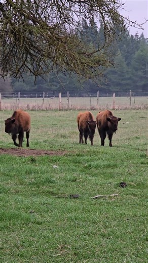 Baby buffalo walking up to the barn in the morning