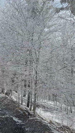 Newfound Gap Overlook. #nature #snow #winter #gsmnp #gatlinburg