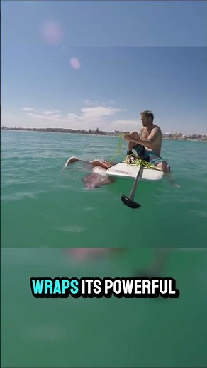 This Man Attacked On His Surfboard By A Giant Squid!