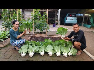 cara menanam pakcoy putih di raised bed kayu || how to grow white pakcoy in a wooden raised bed