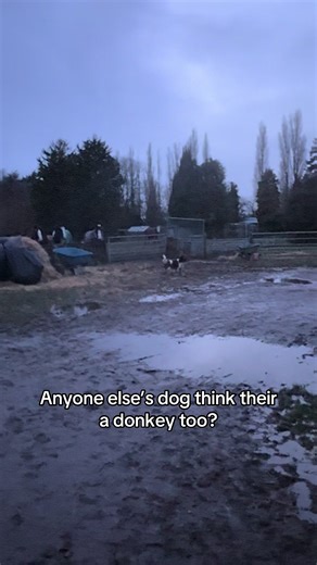 #funny #horse #donkey #dog #fyp