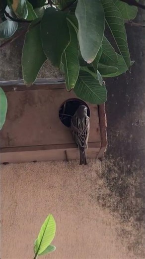 Sparrow's house 🏡 #shortsfeed #birds #cutebird #shortvideo #sparrow #alishabirdsandanimals