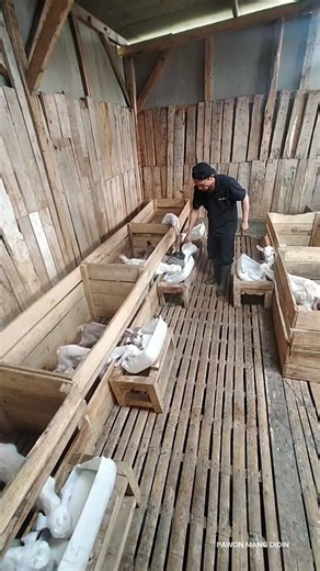 3.6K views · 37 reactions | Menuang Susu Formula Cempe | Pouring...