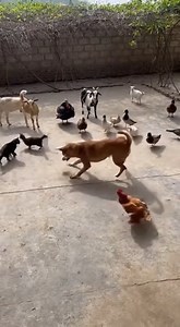 Instinct Circle: Dog vs Chicken in a One-Shot Arena 🐕🐔 | Chickens & Cat Tales