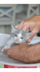 Warm bath for kittens Sometimes you have to clean the animals we care for. Most rescued kittens come with fleas, poop, and dirt. It's important to have a good set up prior to bathing them so they are not cold or scared. You can use a heating pad, sock filled with warm dry rice etc. Dawn soap is often used in wild life rescue as well as cat/dog rescues. Make sure you keep their faces dry. (These are GG and Cheddar) | Bordernerd