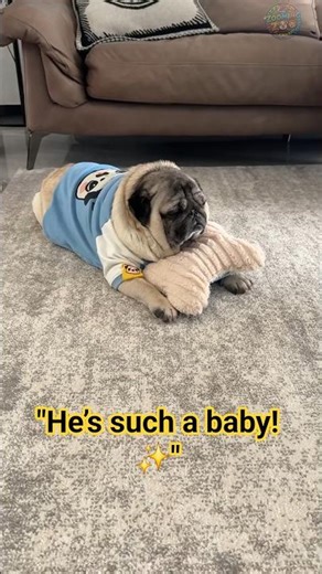 Pure Love! ❤️ Mochi Enjoying Morning Cuddles | Zooming Zoo #Pug