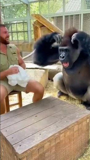 This Gorilla's Mind Was BLOWN By a Simple Trick 🤯