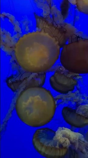 Monterey Bay Aquarium giant jellyfish display…relax…they move at their own pace…