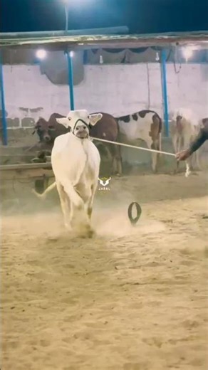 🐐 White Chulbuli Bachiya for Sale Bakra Eid 2026