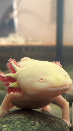 Have you met our Axolotl? 🐸 Axolotls are neotenic, meaning they retain their juvenile features their whole lives! 🤩 as well as being neotenic they are regeneration experts and can regrow limbs, spinal cords and even parts of their hearts and brains! 🦕 book your trip to Magnolia Wilds today and come and see our Axolotl up close! | Magnolia Wilds