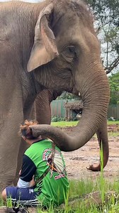A heartwarming display of the special bond between Tang Mo and her mahout, shared by our founder แสงเดือน ชัยเลิศ-Saengduean Chailert When Tang Mo first arrived, she was aggressive and full of anger. She lashed out at anyone who came near, even pouncing on people who approached. We understood her state of mind she had lived a life she never wanted, one filled with unhappiness and pain. I told her mahout to be patient and win her heart with love. Taming an aggressive adult elephant and building t
