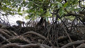 5.7K views · 489 reactions | Panghuhuli ng Mangrove Crabs | Fishing Brothers PH | Facebook