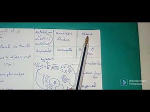 prokaryotic cells and eukaryotic cells